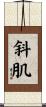 斜肌 Scroll