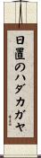 日置のハダカガヤ Scroll