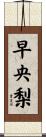 早央梨 Scroll