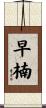 早楠 Scroll
