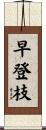 早登枝 Scroll