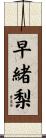 早緒梨 Scroll