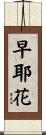 早耶花 Scroll