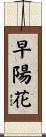 早陽花 Scroll