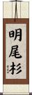 明尾杉 Scroll