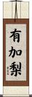 有加梨 Scroll