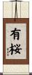 有桜 Scroll