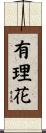 有理花 Scroll