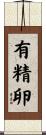 有精卵 Scroll
