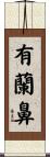 有蘭鼻 Scroll