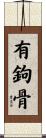 有鉤骨 Scroll