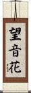 望音花 Scroll