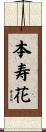 本寿花 Scroll