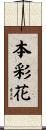 本彩花 Scroll