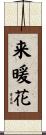 来暖花 Scroll