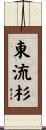 東流杉 Scroll