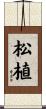 松植 Scroll