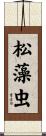 松藻虫 Scroll