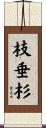 枝垂杉 Scroll