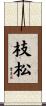 枝松 Scroll