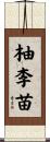 柚李苗 Scroll