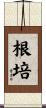 根培 Scroll