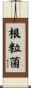 根粒菌 Scroll