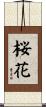Cherry Blossom (Japanese/alternate version) Scroll