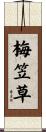 梅笠草 Scroll
