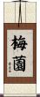 梅薗 Scroll