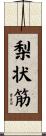 梨状筋 Scroll