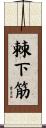 棘下筋 Scroll