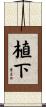 植下 Scroll