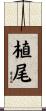 植尾 Scroll