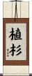 植杉 Scroll