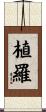 植羅 Scroll