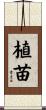 植苗 Scroll