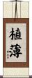 植薄 Scroll