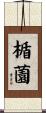 楯薗 Scroll
