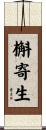 槲寄生 Scroll