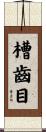 槽齒目 Scroll