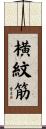 横紋筋 Scroll