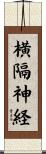 横隔神経 Scroll