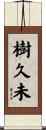 樹久未 Scroll
