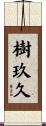 樹玖久 Scroll