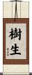 樹生 Scroll