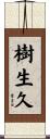 樹生久 Scroll