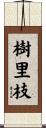 樹里枝 Scroll