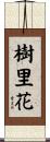 樹里花 Scroll