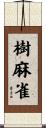 樹麻雀 Scroll